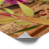 Canadian Lynx Kittens, Alaska Poster (Hoek)