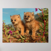 Canadian Lynx Kittens, Alaska Poster (Voorkant)
