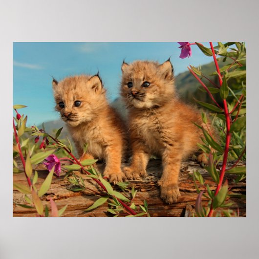 Canadian Lynx Kittens, Alaska Poster (Voorkant)