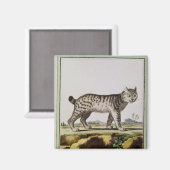 Canadian Lynx Magneet (Voorkant / Achterkant)