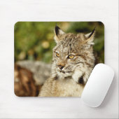 Canadian Lynx Muismat (Met muis)