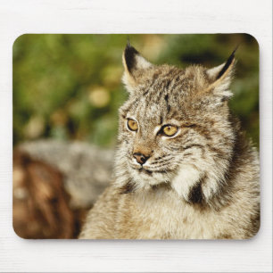 Canadian Lynx Muismat