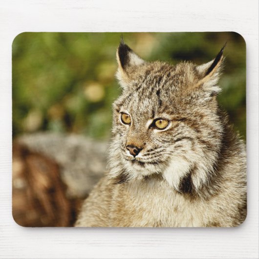 Canadian Lynx Muismat (Voorkant)