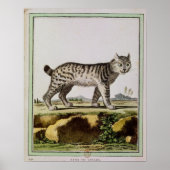 Canadian Lynx Poster (Voorkant)