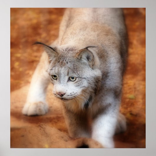 Canadian Lynx Poster (Voorkant)
