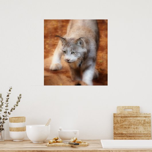 Canadian Lynx Poster (Keuken)