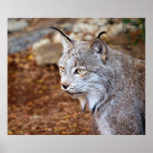 Canadian Lynx Poster (Voorkant)