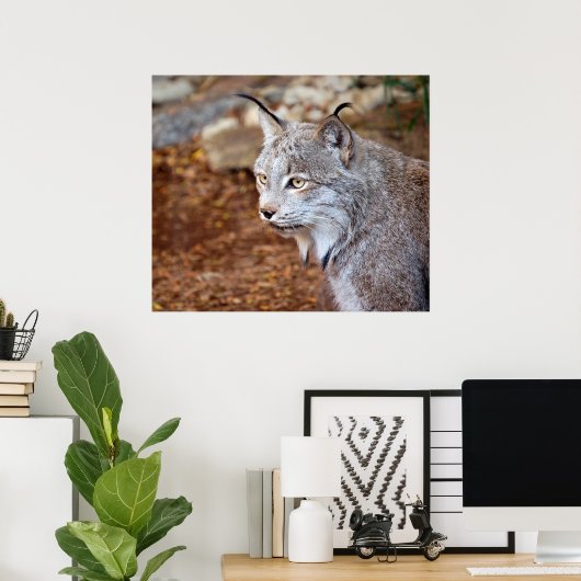 Canadian Lynx Poster (Thuiskantoor)