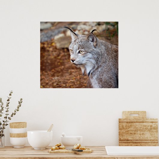 Canadian Lynx Poster (Keuken)