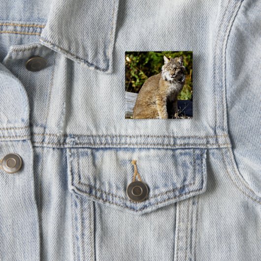 Canadian Lynx Vierkante Button 5,1 Cm (In situ)