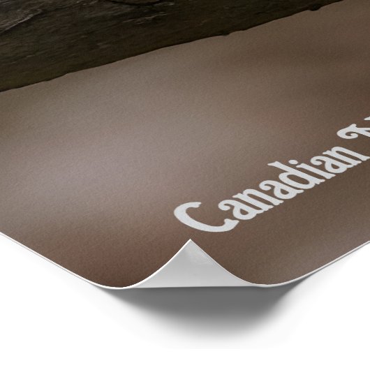 Canadian Marble Fox  Poster (Hoek)