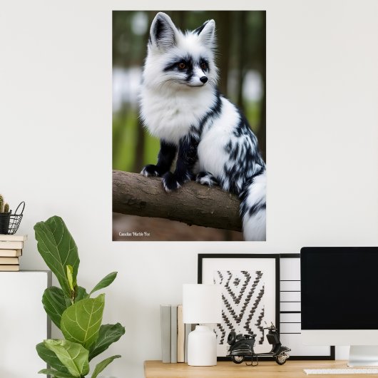 Canadian Marble Fox  Poster (Thuiskantoor)