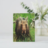 Canadian Moose Briefkaart (Staand voorkant)