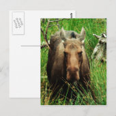Canadian Moose Briefkaart (Voorkant / Achterkant)