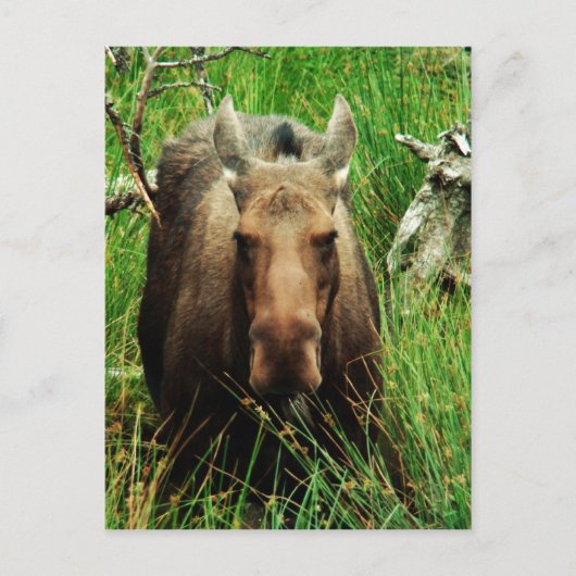 Canadian Moose Briefkaart (Voorkant)