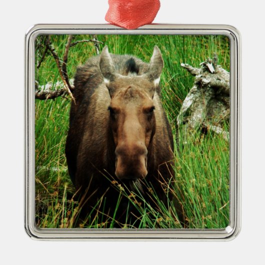 Canadian Moose Metalen Ornament (Voorkant)