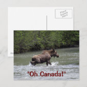 Canadian Moose Wildlife Animal Briefkaart (Voorkant / Achterkant)