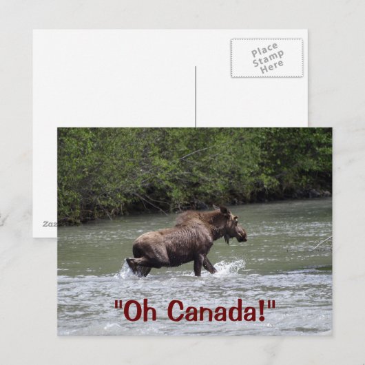 Canadian Moose Wildlife Animal Briefkaart (Voorkant / Achterkant)