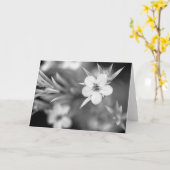 Canadian Plum Flower Kaart (Gele Bloem)