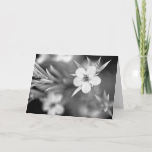 Canadian Plum Flower Kaart