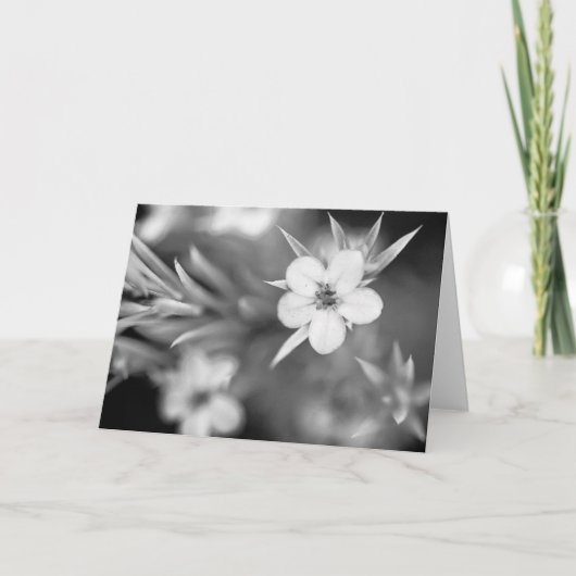 Canadian Plum Flower Kaart (Voorkant)