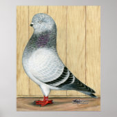 Canadian Show Tippler Pigeon Blue Grizzle Poster (Voorkant)