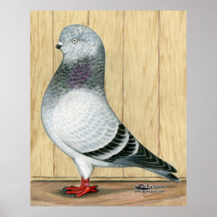 Canadian Show Tippler Pigeon Blue Grizzle Poster