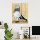 Canadian Show Tippler Pigeon Blue Grizzle Poster (Thuiskantoor)