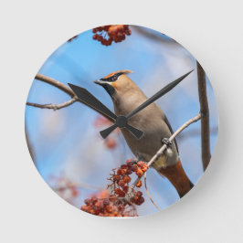 Canadian Sky Beauty: Bohemian Waxwing Photografie Ronde Klok