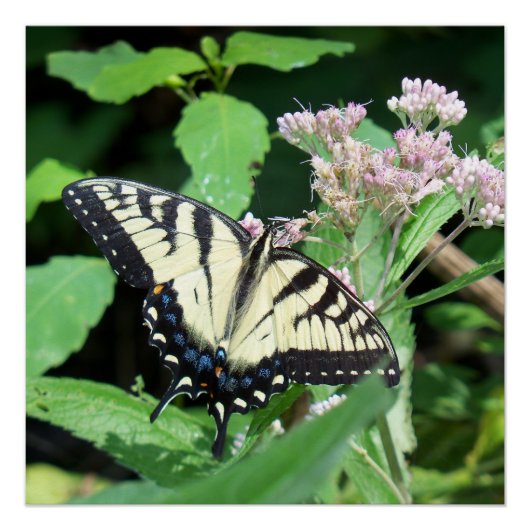 Canadian Tiger Swallowtail Perfect Poster (Voorkant)