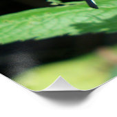 Canadian Tiger Swallowtail Perfect Poster (Hoek)