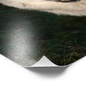 Canadian Timber Wolf Canadian Timber Wolf Foto Afdruk (Hoek)