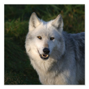 Canadian Timber Wolf Canadian Timber Wolf Foto Afdruk