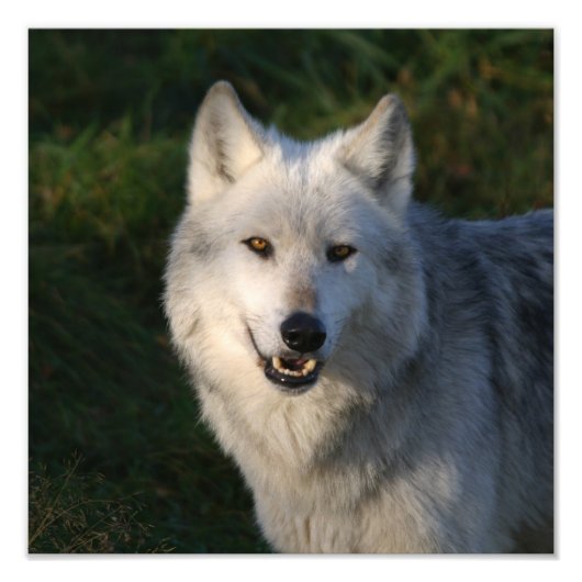 Canadian Timber Wolf Canadian Timber Wolf Foto Afdruk (Voorkant)