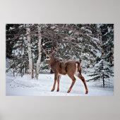 Canadian Whitetail Buck Poster (Voorkant)