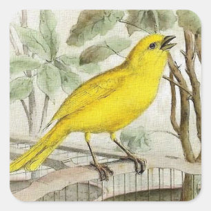 Canarische illustratie vierkante sticker