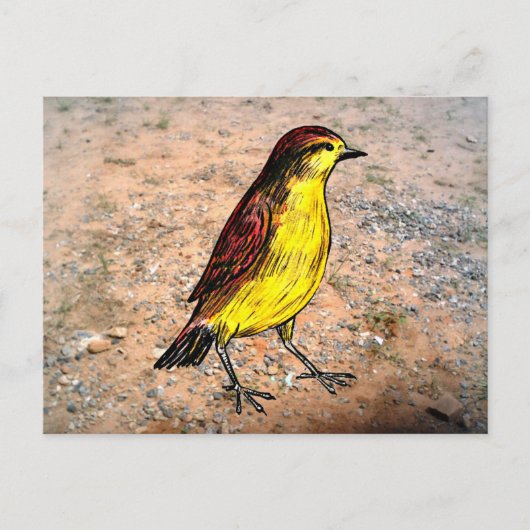 Canary Bird Briefkaart (Voorkant)