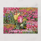 Canberra Australia briefkaart (Voorkant)