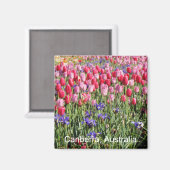Canberra tulpen magneet (Voorkant / Achterkant)