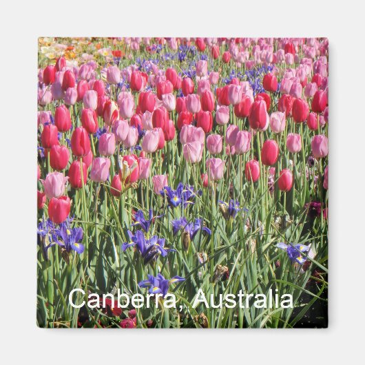 Canberra tulpen magneet (Voorkant)