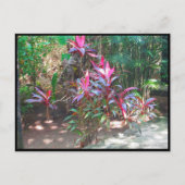 CANCUN #17 BRIEFKAART (Voorkant)