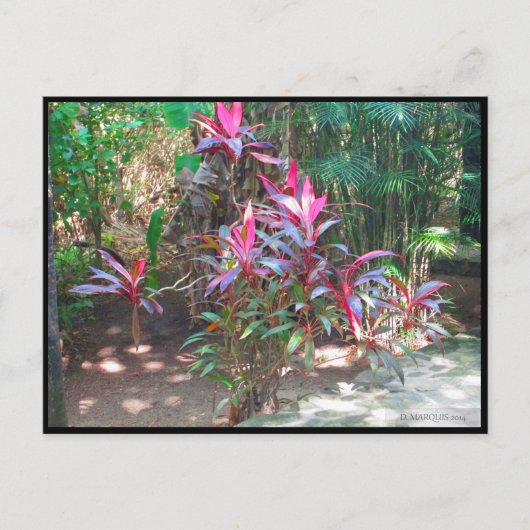 CANCUN #17 BRIEFKAART (Voorkant)