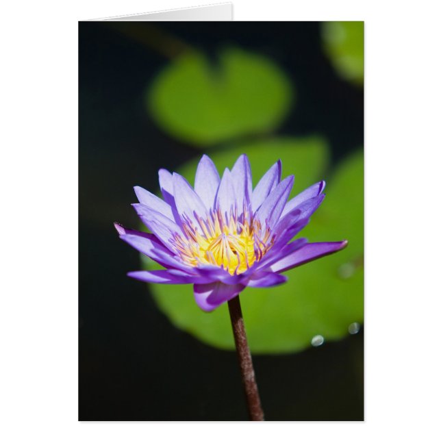 Cancun, Mexico (Voorkant)