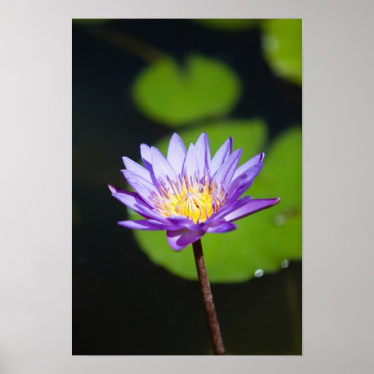 Cancun, Mexico Poster (Voorkant)