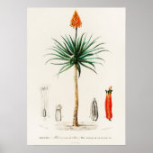 Candelabra aloe (aloe fruticosa) poster (Voorkant)