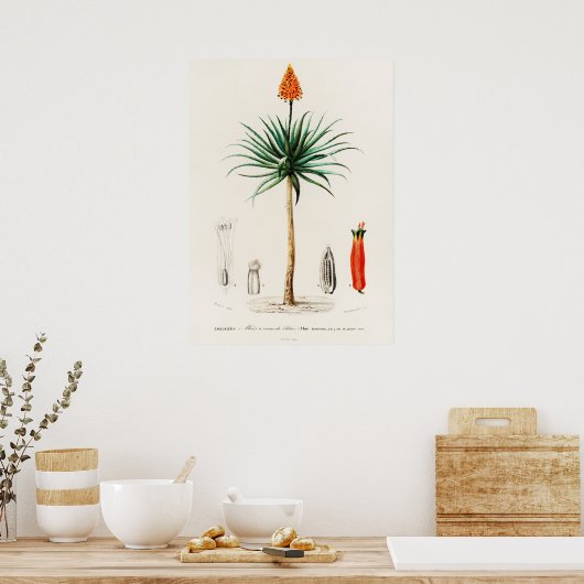 Candelabra aloe (aloe fruticosa) poster (Keuken)