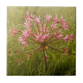 Candelabra Flower (Brunsvigia Radulosa) Tegeltje (Voorkant)