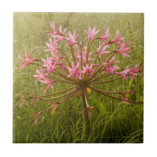 Candelabra Flower (Brunsvigia Radulosa) Tegeltje (Voorkant)