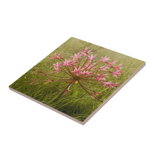 Candelabra Flower (Brunsvigia Radulosa) Tegeltje (Zijkant)