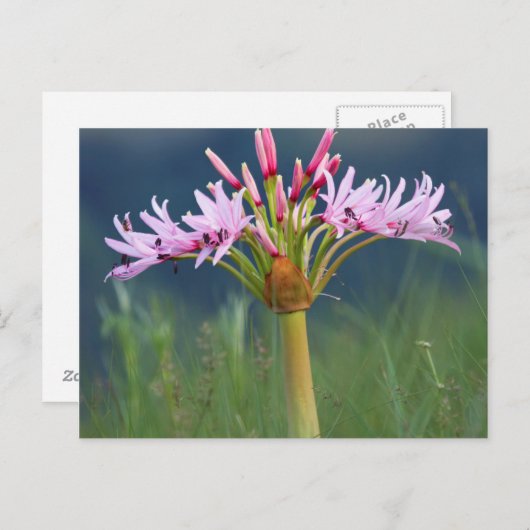 Candelabra Flower (Brunsvigia Radulosa), Umgeni Briefkaart (Voorkant / Achterkant)